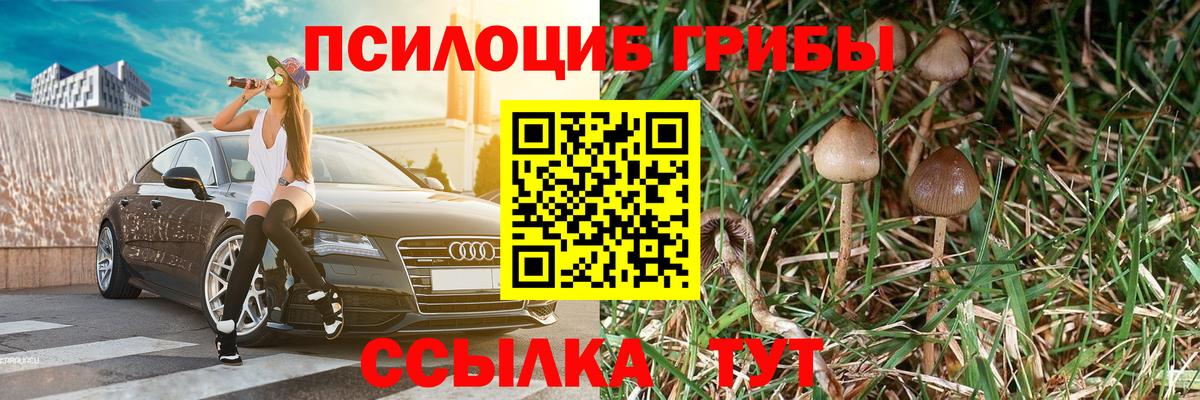 Псилоцибиновые грибы Psilocybe Нововоронеж